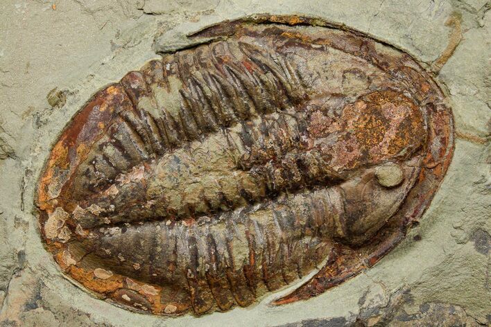 Colorful Asaphid Trilobite With Antennae - Pos/Neg #353356